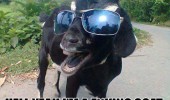 yeah fucking goat shades sun glasses animal funny pics pictures pic picture image photo images photos lol