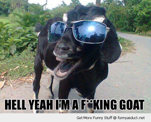 funny-yeah-goat-sun-glasses-pics.jpg