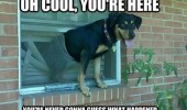 cool your here dog window blind happened animal funny pics pictures pic picture image photo images photos lol