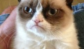 new cat food angry cat meme animals lolcat funny pics pictures pic picture image photo images photos lol