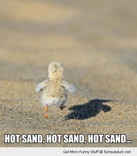 funny-baby-chick-running-cute-hot-sand-pics.jpg