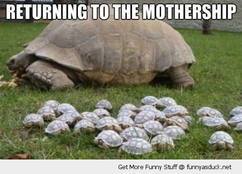 [Image: funny-baby-turtles-tortoise-return-to-mo...p-pics.jpg]