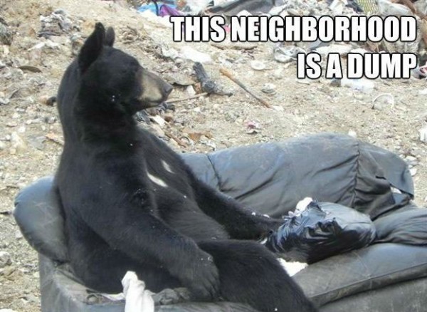 funny-bear-on-couch-sofa-neighborhood-du