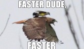 faster dude bird animal standing falcon hawk eagle flying funny pics pictures pic picture image photo images photos lol