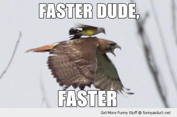 funny-bird-standing-falcon-eagle-faster-