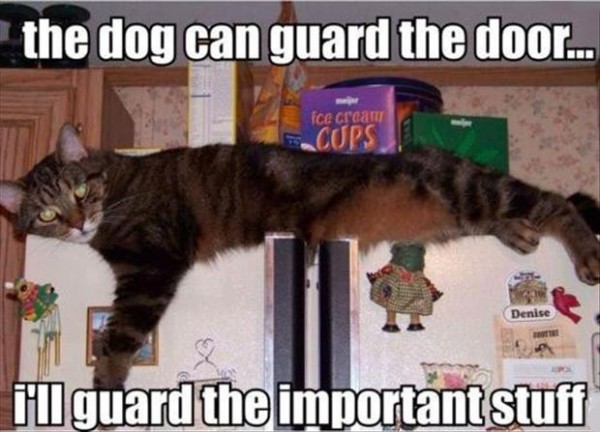 funny-cat-on-fridge-dog-guard-door-impor