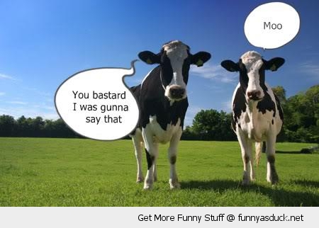 [http://funnyasduck.net/wp-content/uploads/2012/11/funny-cows-field-moo-was-gunna-say-that-pics.jpg]