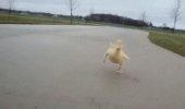 cute baby duck duckling towards camera happy smiling face animal animated gif funny pics pictures pic picture image photo images photos lol