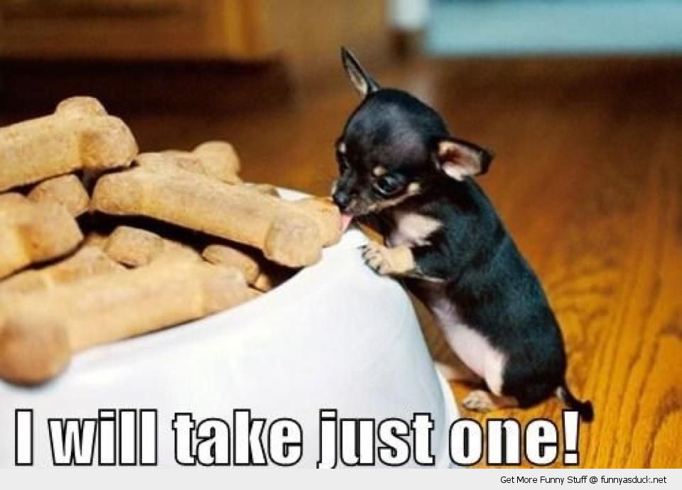funny-cute-tiny-small-dog-eating-biscuits-treats-just-one-pics.jpg