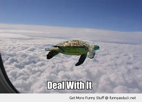 funny-deal-with-it-flying-turtle-air-pla