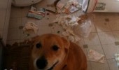 dog animal mess kitchen bin garbage trash funny pics pictures pic picture image photo images photos lol