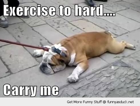 lazy fat dog animal exercise to hard carry me lying down lead leash funny pics pictures pic picture image photo images photos lol