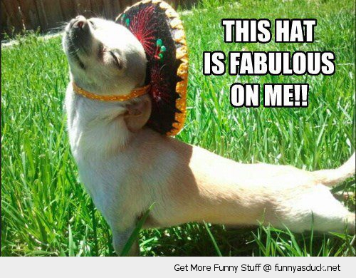 funny-fabulous-dog-wearing-hat-sombrero-pics.jpg