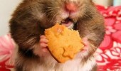 fat greedy hamster one more then start diet animal eating biscuit funny pics pictures pic picture image photo images photos lol