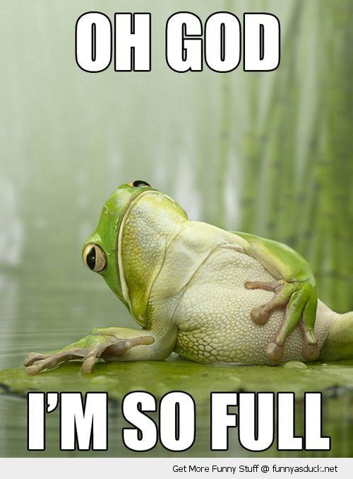funny-frog-lying-down-holding-belly-god-so-full-pics.jpg