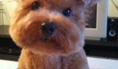 got my hair did dog animal salon fancy cute funny pics pictures pic picture image photo images photos lol