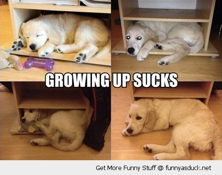 funny-growing-up-sucks-dog-puppy-too-big-table-unit-pics.jpg