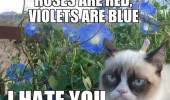 roses red violets blue hate you grumpy angry cat animal poem bushes funny pics pictures pic picture image photo images photos lol