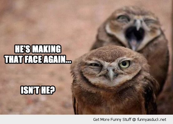 funny-grumpy-owl-bird-making-face-again-pics