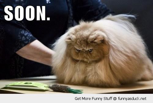 [Image: funny-hairy-fluffy-angry-grumpy-cat-soon-pics.jpg]