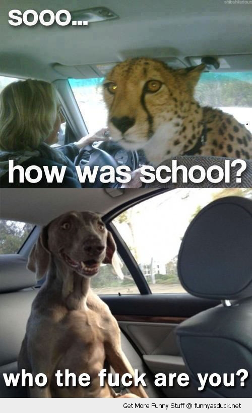funny-how-was-school-leopard-car-surprised-dog-who-are-you-pics.jpg
