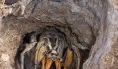 huge spider animal hole insect can be friends funny pics pictures pic picture image photo images photos lol