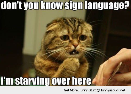 funny-hungry-cat-sign-language-starving-