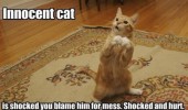 innocent cat shocked offended standing up animal lolcat funny pics pictures pic picture image photo images photos lol