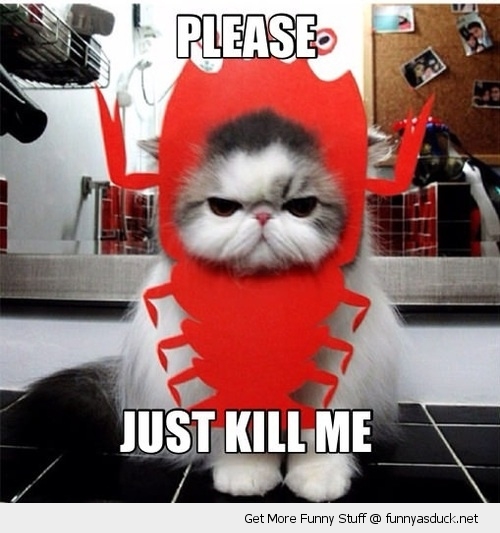 funny-kill-me-cat-lobster-costume-sad-grumpy-pics.jpg