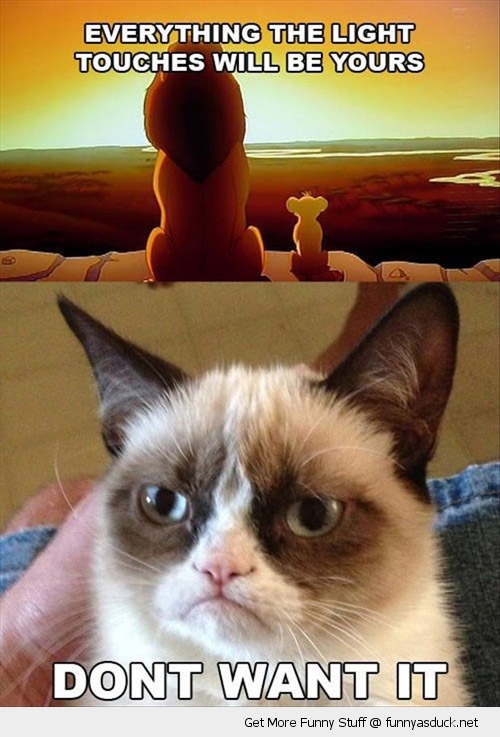 [Bild: funny-lion-king-angry-cat-grumpy-do-not-want-pics.jpg]