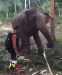 funny-man-getting-slapped-elephant-trunk-animated-gif.gif