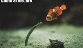 nemo clown fish sea ocean worm animal come at me bro funny pics pictures pic picture image photo images photos lol