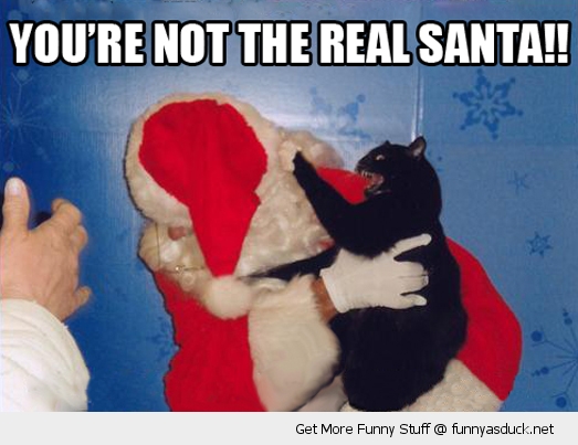 funny-not-real-santa-cat-scratching-picd