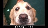 omg dog behind me hamster head animal scared surprised funny pics pictures pic picture image photo images photos lol