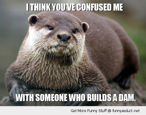 funny-otter-confused-me-dam-pun-beaver-pics.jpg