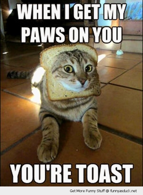 funny-paws-on-you-cat-bread-head-your-to
