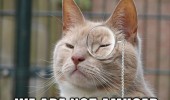 we are not amused cat lolcat animal posh sir monocle grumpy angry funny pics pictures pic picture image photo images photos lol