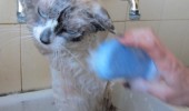 taste my revenge angry cat bath shower sink wet pussy animal wash funny pics pictures pic picture image photo images photos lol