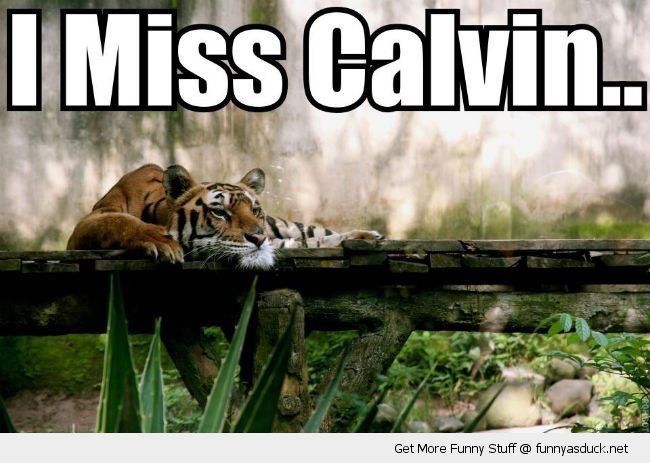 funny-sad-tiger-miss-calvin-hobbes-pics.