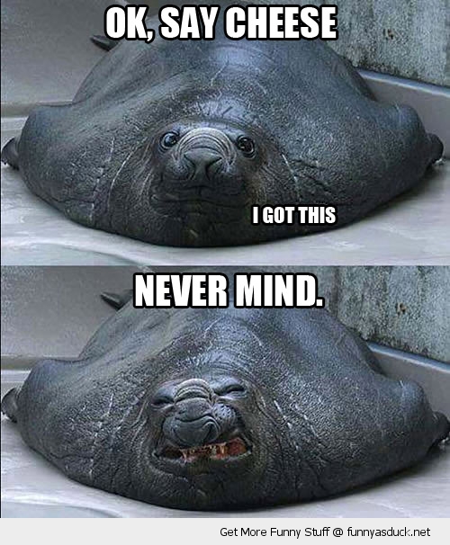 say cheese ugly angry smile got this animal seal funny pics pictures pic picture image photo images photos lol
