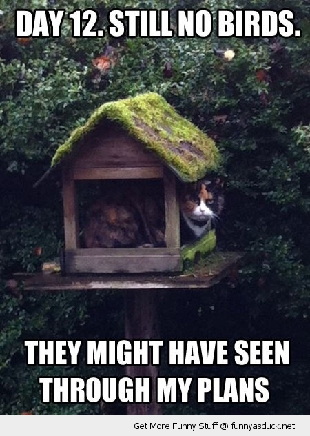 Funny Cat Bird House