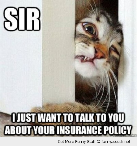 funny-sir-talk-insurance-door-face-paw-pics.jpg