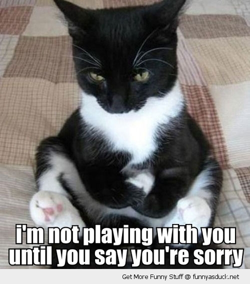 [Image: funny-sulking-huff-angry-cat-sorry-pics.jpg]