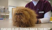 shocked grumpy cat lolcat animal vet doing back there funny pics pictures pic picture image photo images photos lol