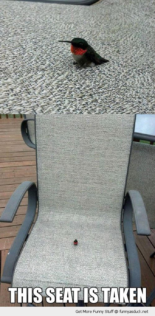 funny-tiny-small-bird-chair-seat-taken-p