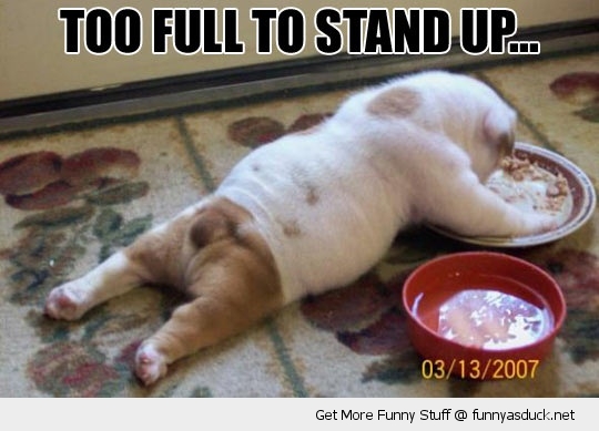 funny-too-full-stand-up-dog-eating-sleeping-pics.jpg