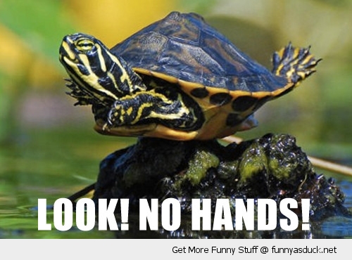 [Image: funny-turtle-balancing-rock-no-hands-pics.jpg]