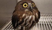 wat what shocked surprised owl bird animal funny pics pictures pic picture image photo images photos lol