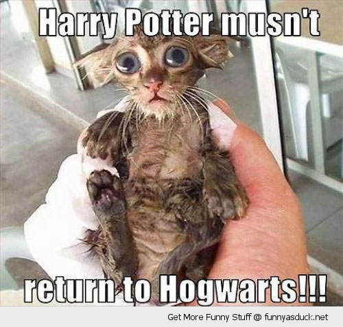 funny-wet-pussy-cat-dobby-harrp-potter-hogwarts-pics.jpg