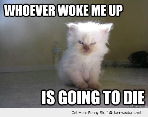 funny-angry-grumpy-cat-kitten-whoever-wo